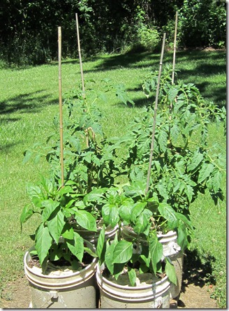 Tomatoes_Peppers