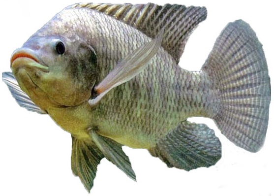  Ikan  Mujair  Sedikit Informasi Tentang Ikan  Mujair 