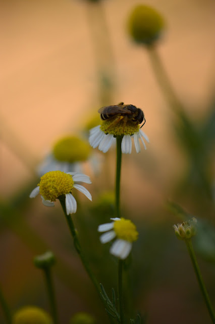 chamomile, small sunny garden, garden bloggers bloom day, amy myers, desert garden