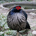 Traffic Bird in Nepal