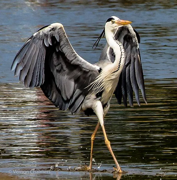 Grey heron walking the Milnerton Lagoon, Woodbridge Island