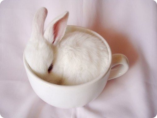 bunnytea