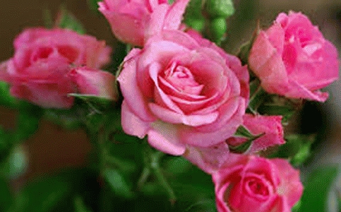 Benih Bibit Mawar Pink (Import)