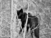 W168 Fernberg Black Wolf Photo By Jim Brandenburg .