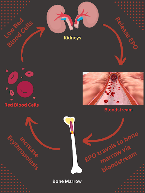 Infographic of the steps of EPO release which are written out above