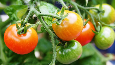 buah tomat yang sudah siap panen