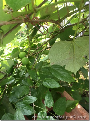 Muscadine Grapes 