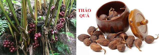 PHÒNG CHỮA BỆNH NHỜ RAU CỦ QUẢ QUANH TA - THẢO QUẢ CHỮA HÔI MIỆNG