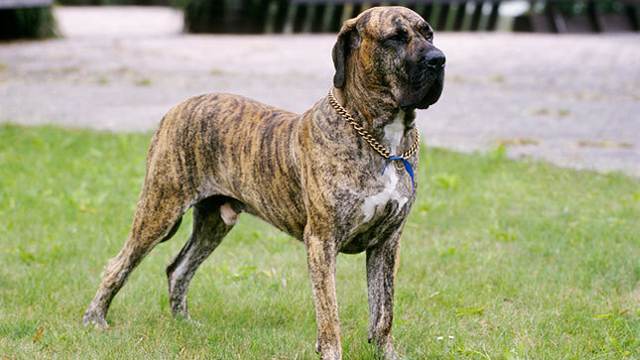 Fila Brasileiro