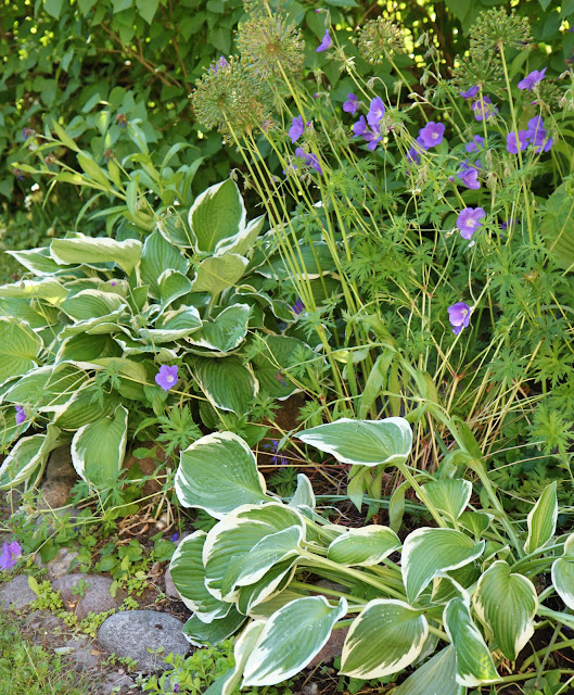 näva geranium jolly bee rozanne blå vitkantad hosta funkia