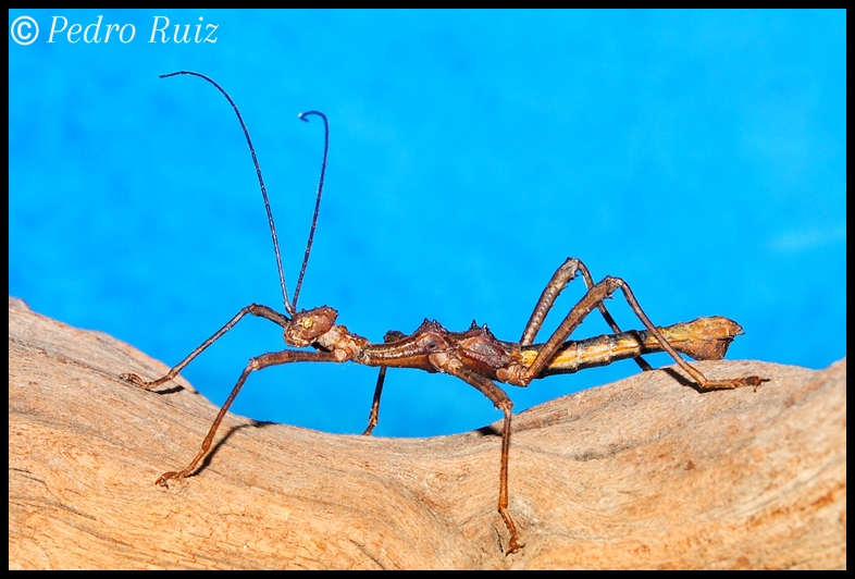 Macho adulto de Trachyaretaon sp. Negros, 5 cm de longitud