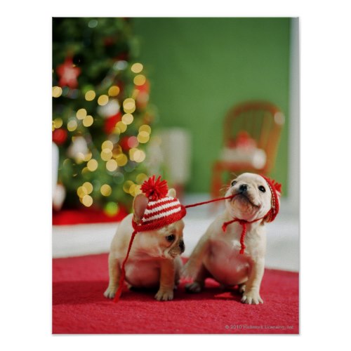 Cute Playful Christmas Puppies | Photo Poster
