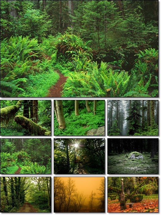 forest wallpaper. Forest Wallpapers Pack 2