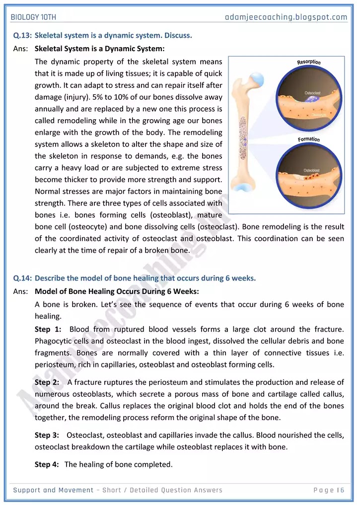 support-and-movement-short-and-detailed-answer-questions-biology-10th