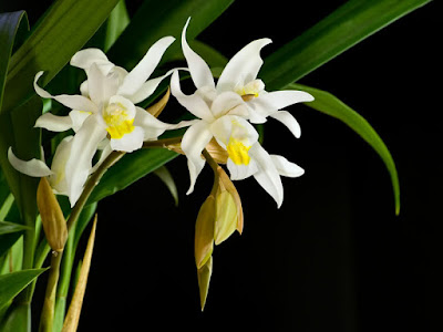 Coelogyne glandulosa orchid plant care and culture