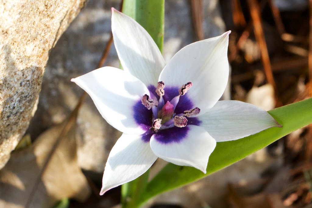 Gambar bunga Tulip humilis