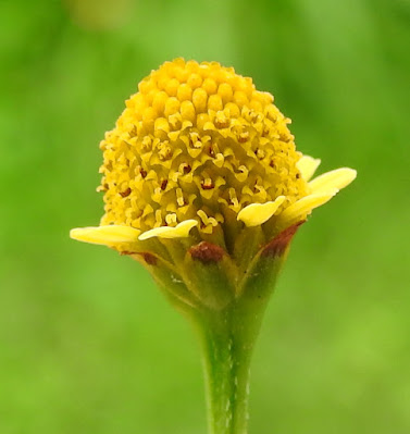 沼生金鈕扣的花序
