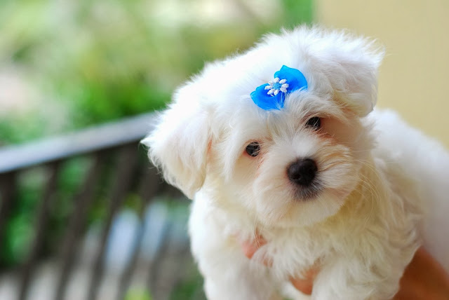 Cute Puppy HD Wallpaper Free