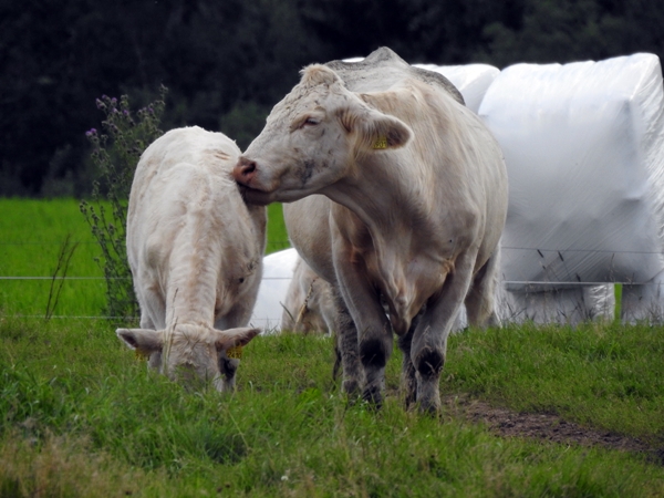 storfe charolais ku kalv