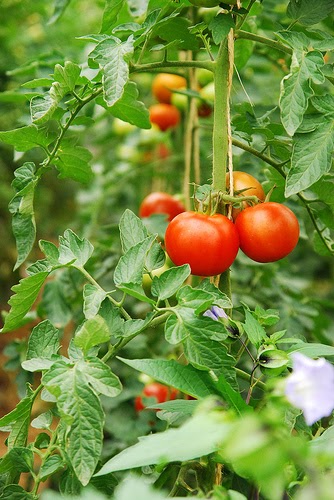 Uc Davis Good Life Garden Does Sprinkling Tomato Plants With Seawater