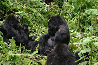 Gorillas in uganda during gorilla tracking tour in Bwindi Impenetrable National Park