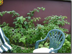 doughs 2009-09-11 022
