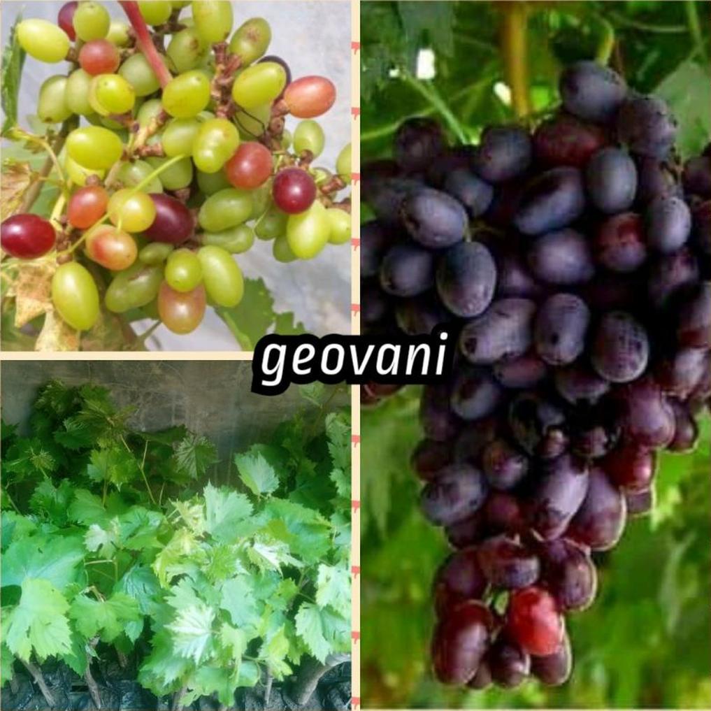 Anggur Geovani Import Malang