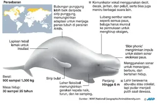 Paus beluga