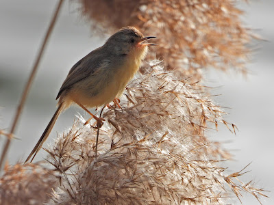 Plain Prinia at Xianjia Lake