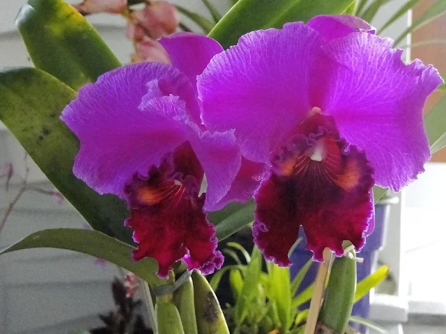 Dicas e cuidados sobre a Catléia ou Cattleya spp Orquídea, Orquídea-catléia