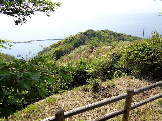 五本松公園の千本つつじ