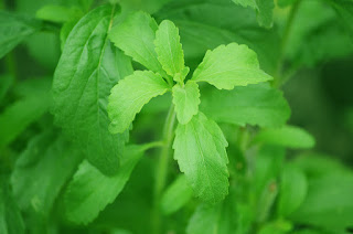 Image shows green leafy Stevia plant from Pixabay