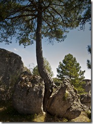 Árbol partiendo una roca enorme