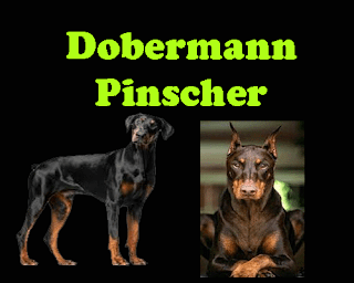 Dobermann Pinscher