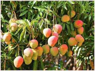 Rahasia Ampuh Agar Buah Mangga Berbuah Lebat