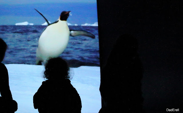 Lyon Musée des Confluences, exposition Antartica