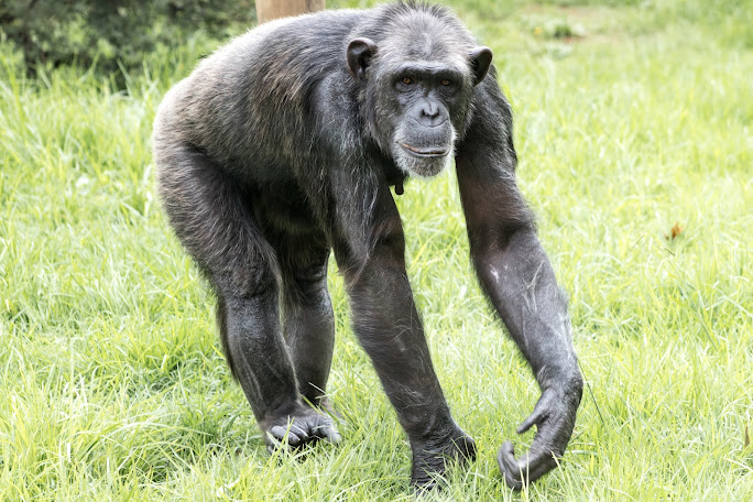 chimpanzee lifespan