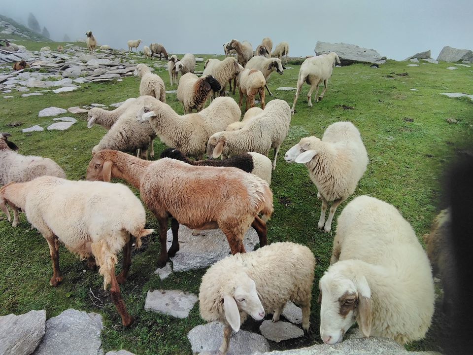 Chail meadows. Chail ghar meadows. Chail maidan Allai valley Battagram