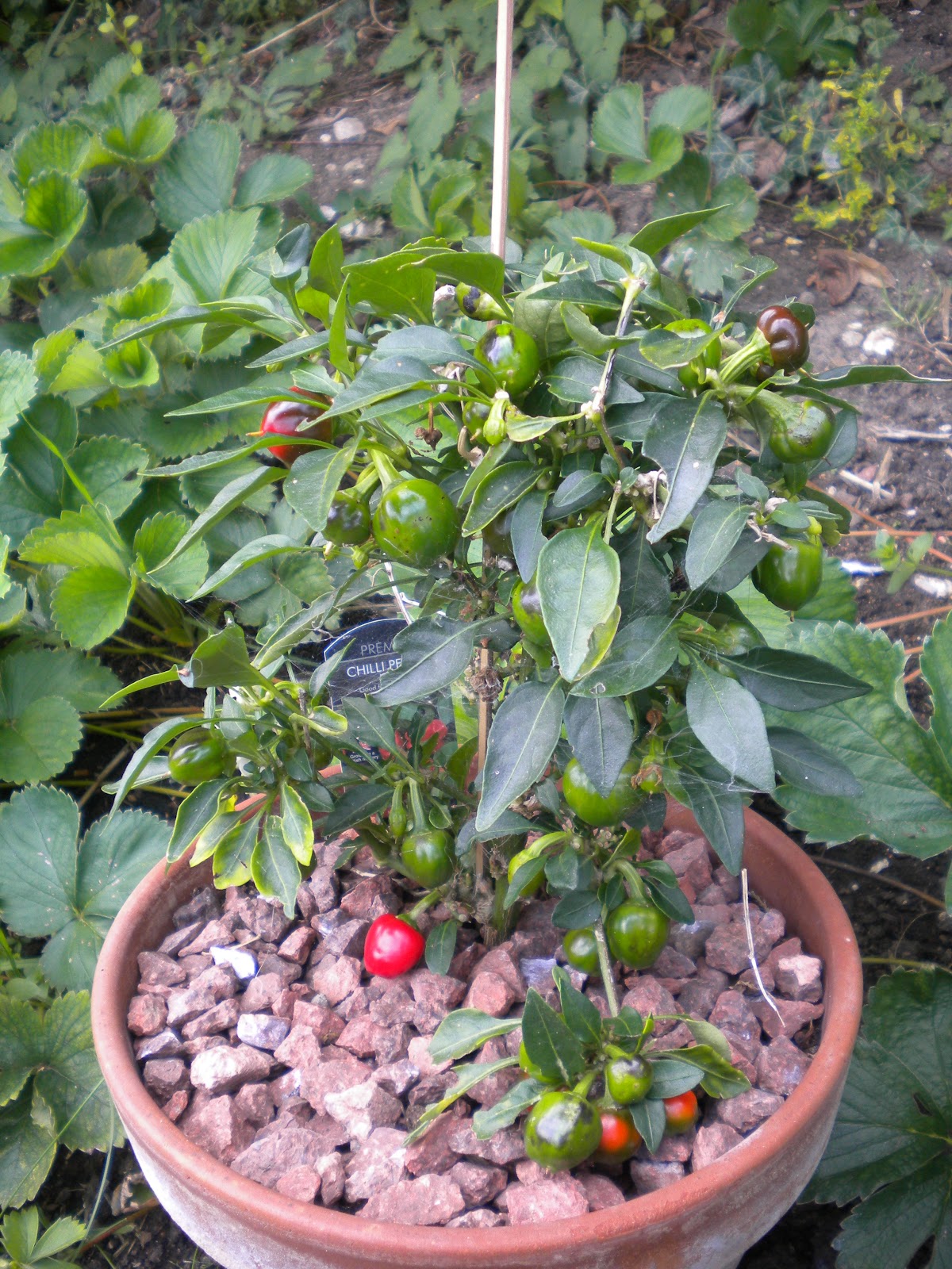 Chilli Pepper Heaven:: Home Grown 2011: Chilli Grow Update