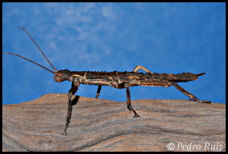 Ninfa hembra L5 de Eurycantha calcarata, 7 cm de longitud