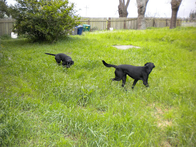 Two back labs in knee high grass