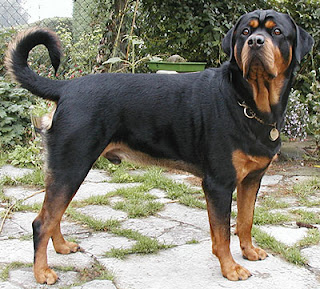 Rottweiler