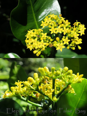 Psychotria capensis lemoenbos