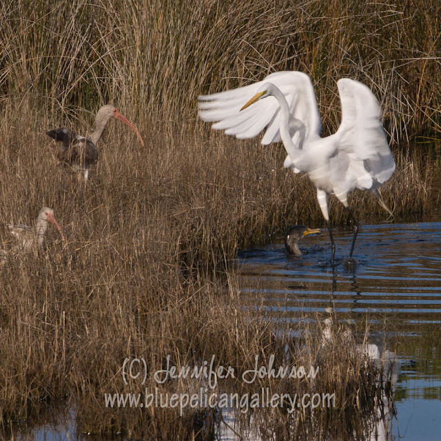 Heron and Ibis Wildlife Nature Photography by Jennifer Johnson, owner of Blue Pelican Gallery, Cape Hatteras NC