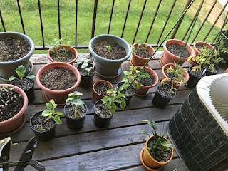 Twenty pots with plants on balcony