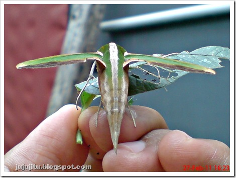 a hawk moth_Pergesa acteus 3