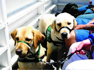 black and yellow Lab puppies ride the SF Ferry