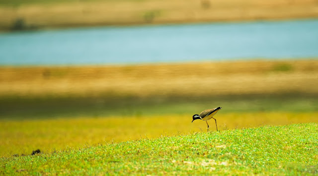 Birds Bhadra Red-wattled lapwing breeding plumage