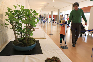 Exposición de bonsáis