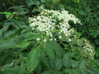 elderberry in flower